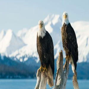 Echo Alaska Frontiers of Multimodality Imaging Including Echo, Cardiac CT, and MRI