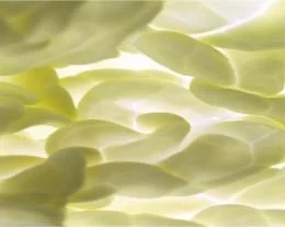 Innovating Food, Innovating the Law